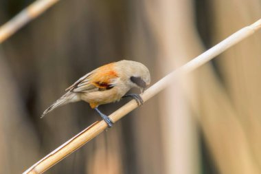 Reed 'in Üzerinde Oturan Avrasya Penduline Göğüs (Remiz pendulinus)