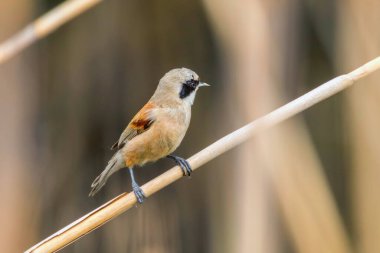 Reed 'in Üzerinde Oturan Avrasya Penduline Göğüs (Remiz pendulinus)