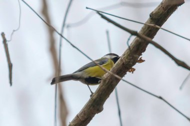 Dalı üzerinde büyük baştankara (Parus major) sevimli küçük kuş