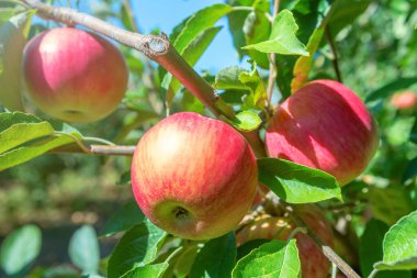 Meyve Bahçesinde Olgun Kırmızı Elmalar, Elma Ağacı
