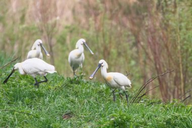 Avrasya Spoonbills Grubu (Platalea lucorodia) Yaygın Kaşıklar