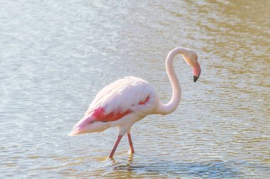 Pembe Flamingo, Doğal ortamlarında daha büyük flamingo (Phoenicopterus roseus