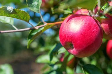 Ağaca Kırmızı Elma, Elma Ağacı