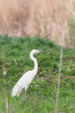 Büyük Akbalıkçıl (Ardea alba) Büyük Beyaz Akbalıkçıl, ortak balıkçıl