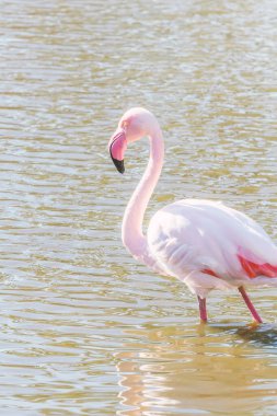 Pembe Flamingo, Doğal ortamlarında daha büyük flamingo (Phoenicopterus roseus