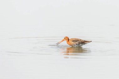 Kara Kuyruklu Godwit (Limosa limozası) Sığ suda Av Avcısı