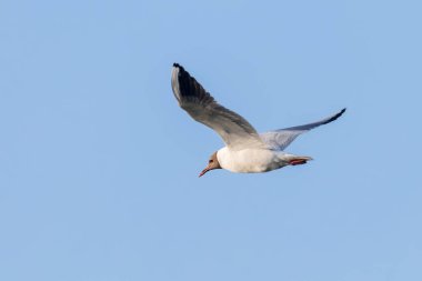 Uçan Martı, Kara Kafalı Martı (Larus ridibundus)