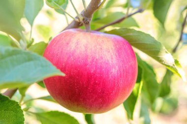 Ağaca Kırmızı Elma, Elma Ağacı