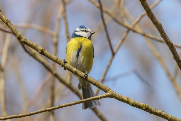 Blue Tit Branch Eurasian Blue Tit Cyanistes Caeruleus Cute Little — Stock Photo, Image