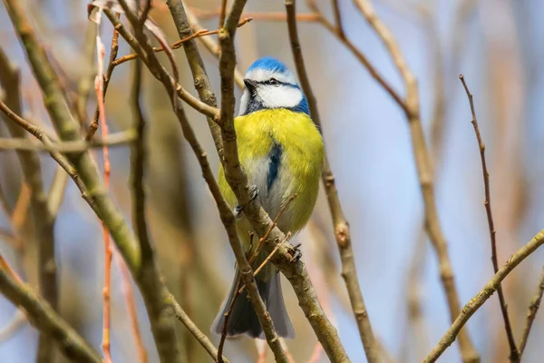 Blaumeise Ast Eurasische Blaumeise Cyanistes Caeruleus Niedlicher Kleiner Vogel — Stockfoto