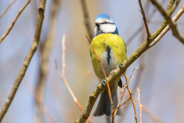 Blaumeise Ast Eurasische Blaumeise Cyanistes Caeruleus Niedlicher Kleiner Vogel — Stockfoto