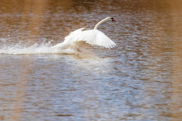 Swan Landing Water — Stock Photo, Image