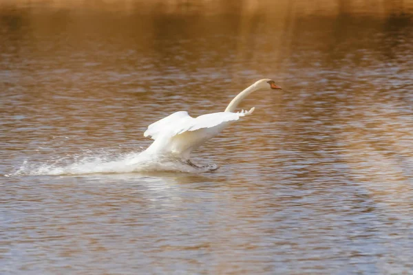 Aterragem Cisne Água — Fotografia de Stock