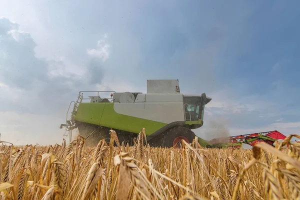 Combine harvesting a wheat field. Combine working the field.