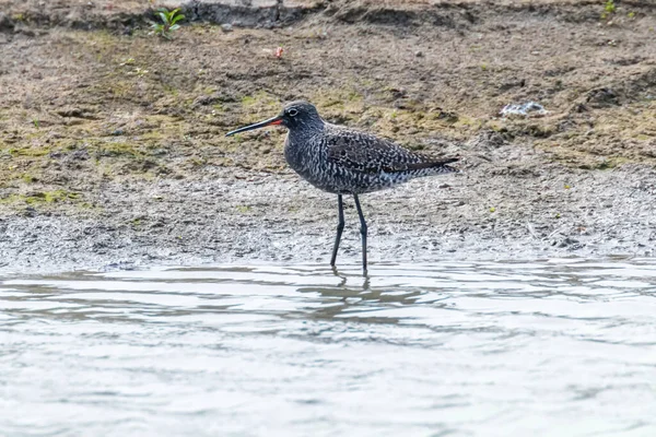 Stekelbaarsvogel Tringa Erythropus — Stockfoto