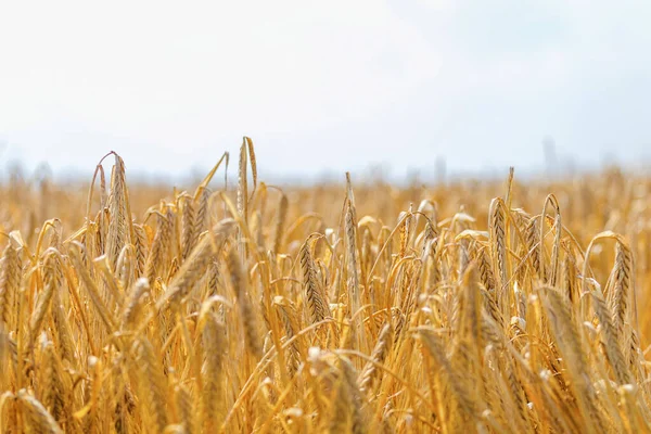 フィールド上の夏に小麦の黄金の耳 麦の背景 — ストック写真