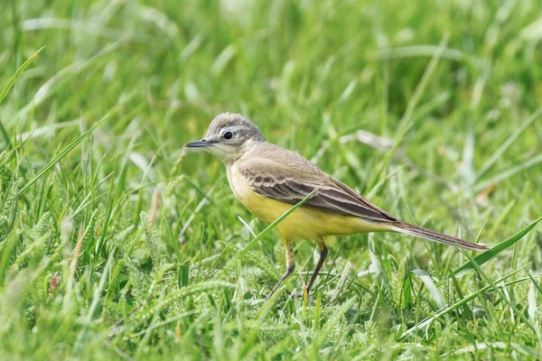 Yellow Bird Grass Western Yellow Wagtail Motacilla Flava — Stock Photo, Image