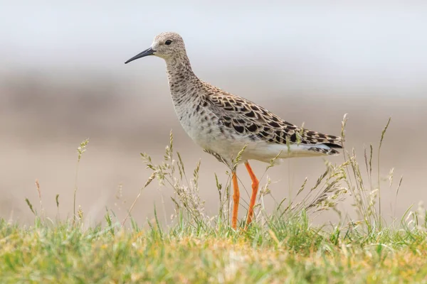 Ruff Bird Philomachus Pugnax Ruff Wader Bird — Stock Photo, Image