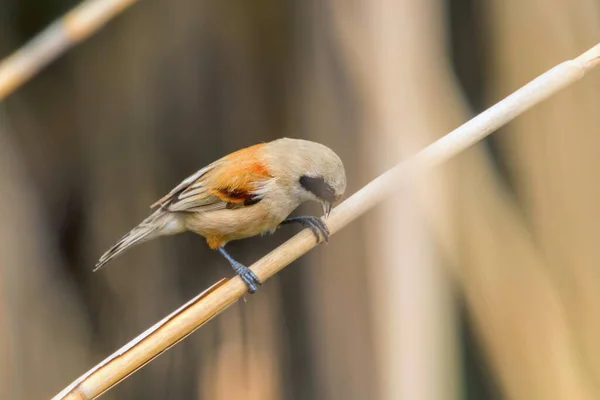 Eurasie Penduline Tit Assis Sur Roseau Remiz Pendulinus — Photo