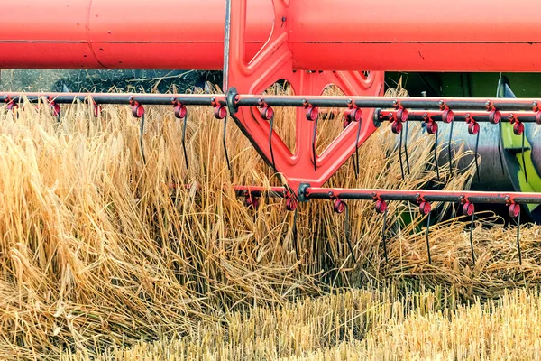 Крупним Планом Комбінат Збирає Пшеничне Поле Комбайн Працює Полі — стокове фото