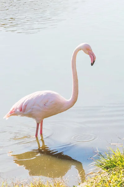 Rosafarbener Flamingo Großer Flamingo Ihrer Natürlichen Umgebung Phoenicopterus Roseus — Stockfoto