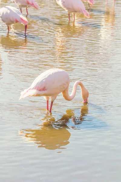 Flamingo Jedzące Wodzie Pink Flamingo Większe Flamingi Ich Naturalnym Środowisku — Zdjęcie stockowe