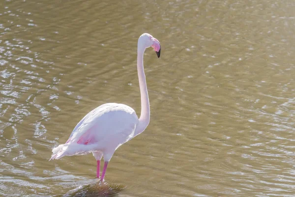 Pink Felingo Greater Flamingo Естественной Среде Обитания Phoenicopterus Felheus — стоковое фото