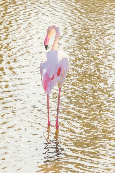 Różowy Flamingo Większe Flamingi Ich Naturalnym Środowisku Fenicopterus Roseus — Zdjęcie stockowe