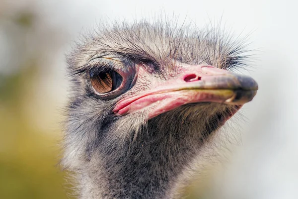 Ostrich Close Portrait Close Ostrich Head Struthio Camelus — Stock Photo, Image