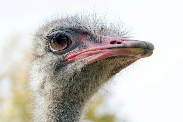 Strauß Großaufnahme Porträt Großaufnahme Straußenkopf Struthio Camelus — Stockfoto