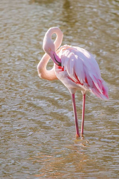 Rosafarbener Flamingo Großer Flamingo Ihrer Natürlichen Umgebung Phoenicopterus Roseus — Stockfoto