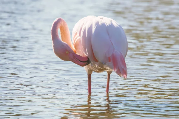 Pink Flamingo Greater Flamingo Natural Environment Phoenicopterus Roseus — Stock Photo, Image