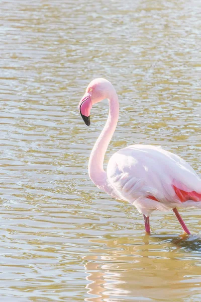 Różowy Flamingo Większe Flamingi Ich Naturalnym Środowisku Fenicopterus Roseus — Zdjęcie stockowe