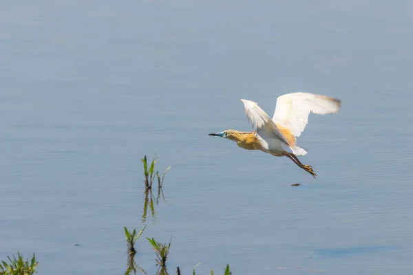 Squacco Heron Vol Ardeola Ralloides — Photo