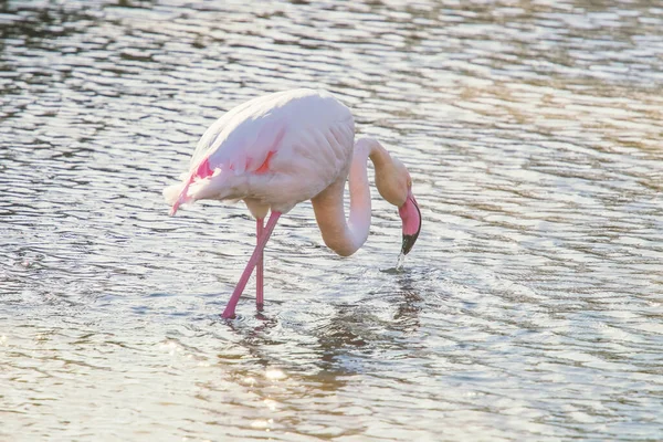 Flamingo eating in the water, Pink Flamingo, Greater flamingo in their natural environment