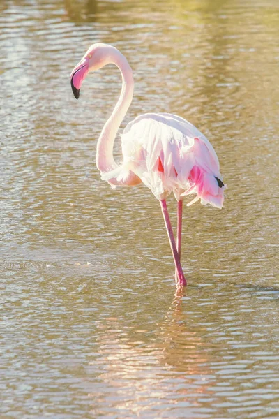 Pink Flamingo Greater Flamingo Natural Environment Phoenicopterus Roseus — Stock Photo, Image