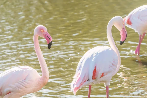 Twee Roze Flamingo Wandelen Het Water Een Natuurlijke Omgeving — Stockfoto