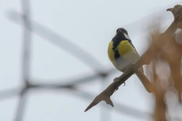 Gran Teta Rama Parus Major Lindo Pajarito — Foto de Stock