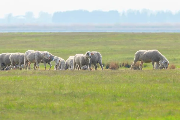 Flock Får Får Fältet — Stockfoto