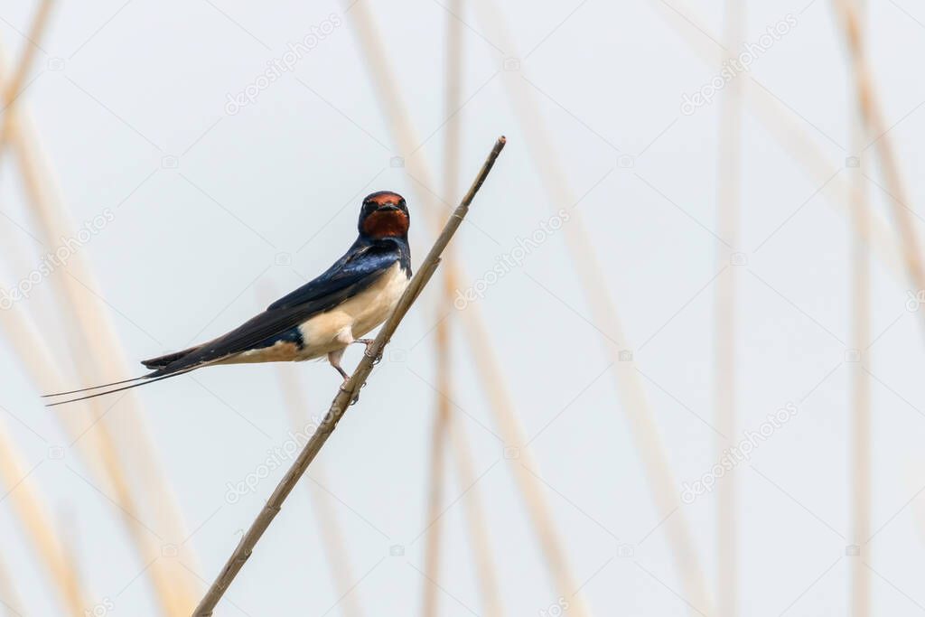 Barn Swallow on a Reed (Hirundo rustica)