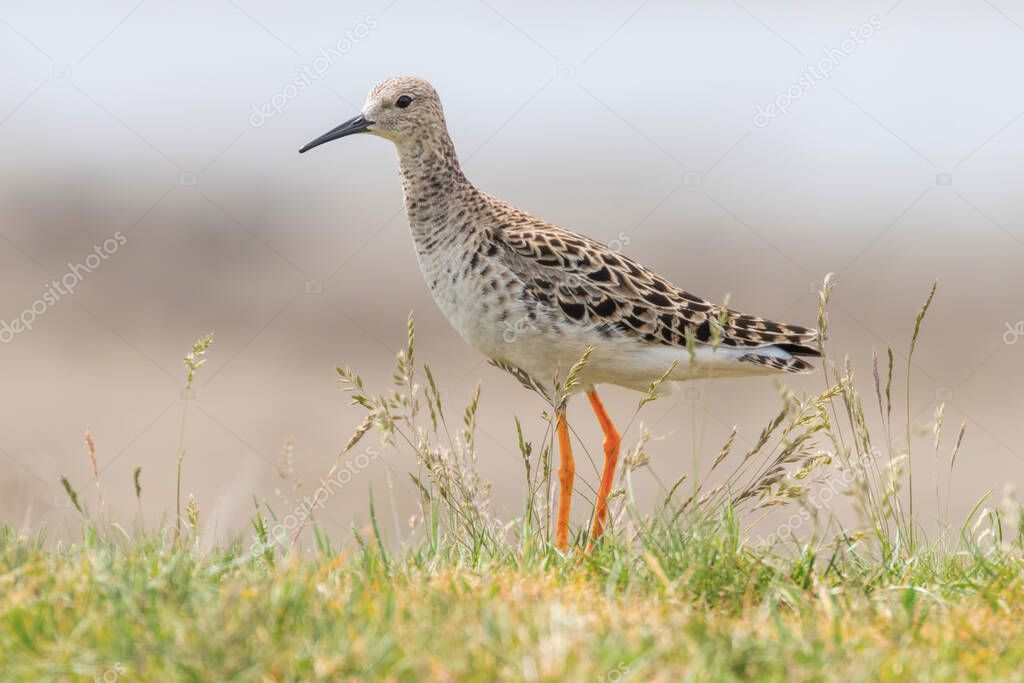 Ruff Bird (Philomachus pugnax) Ruff Wader Bird