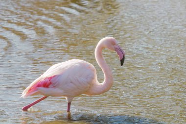 Pembe Flamingo, Doğal ortamlarında daha büyük flamingo (Phoenicopterus roseus