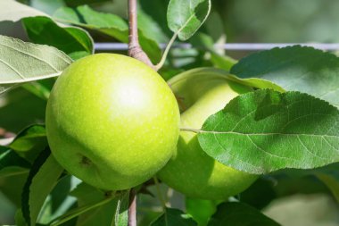Elma Ağacı, Ağaçtaki Yeşil Elmalar