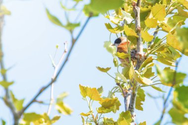 Dalda oturan Avrasya pendüline meyonu (Remiz pendulinus)