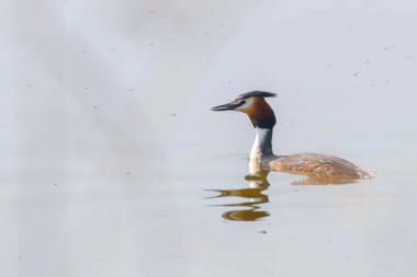 Suda büyük ibikli grebe (Podiceps kristali)