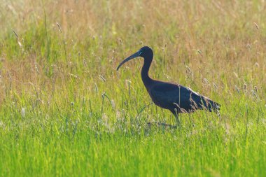 Parlak Ibis (Plegadis falcinellus) Doğal Yaşam Alanında Uçan Kuş 