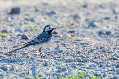 Beyaz Wagtail (Motacilla alba) Şirin Küçük Kuş