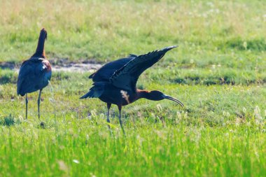 Parlak Ibis (Plegadis falcinellus) Doğal Yaşam Alanında Uçan Kuş 