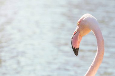 Daha büyük flamingo portresi, Pembe Flamingo portresi (Phoenicopterus roseus)