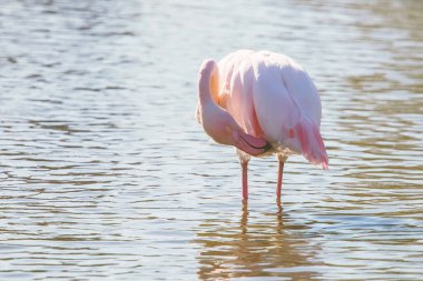 Pembe Flamingo, Doğal ortamlarında daha büyük flamingo (Phoenicopterus roseus